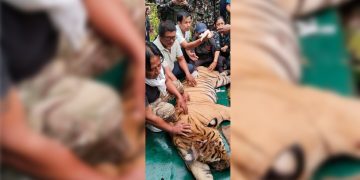 पटक–पटक मान्छे खाने बाघ अन्ततः नियन्त्रणमा