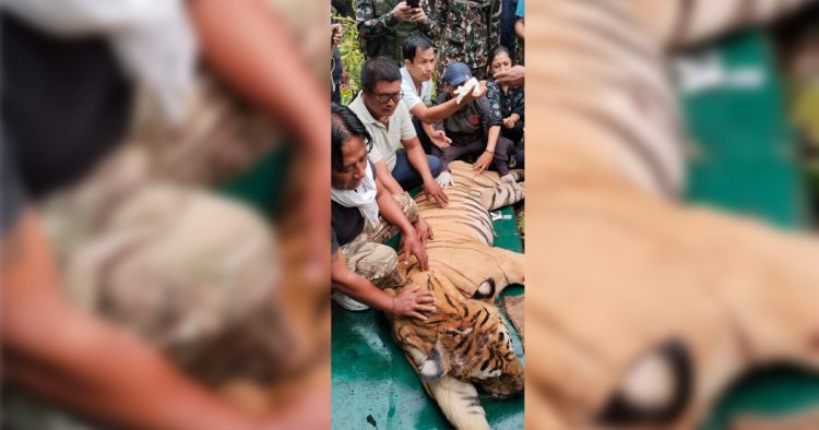 पटक–पटक मान्छे खाने बाघ अन्ततः नियन्त्रणमा