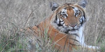 चितवन–पर्सा निकुञ्जमा बाघ गणनाको दोस्रो चरण टुंगियो, क्यामेरा संकलन सुरु