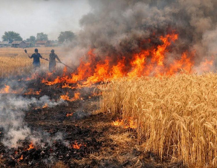 बाराको कोल्हवीमा आगलागी, १८ कठ्ठा गहुँबाली नष्ट