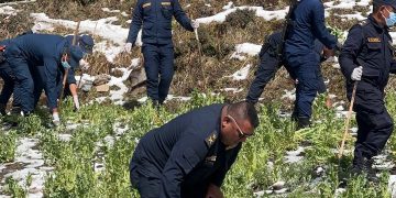 रोल्पाको थवाङमा ५५ रोपनीमा लगाइएको अवैध अफिम खेती नष्ट !