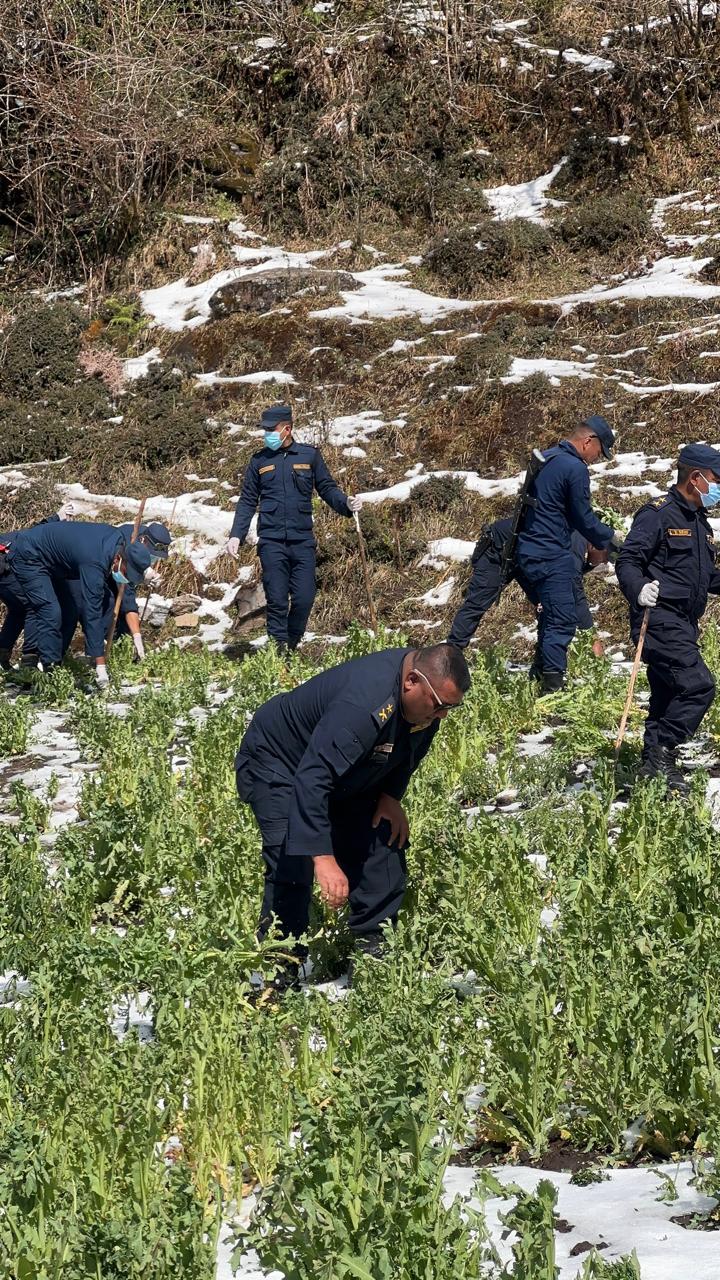 रोल्पाको थवाङमा ५५ रोपनीमा लगाइएको अवैध अफिम खेती नष्ट !